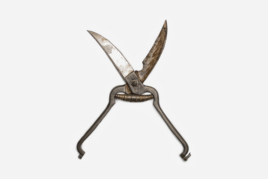 A pair of poultry shears, cooking scissors with side metal blades.
