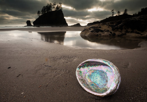 An abalone shell on Second beach, Olympic National Park, Washington, USA