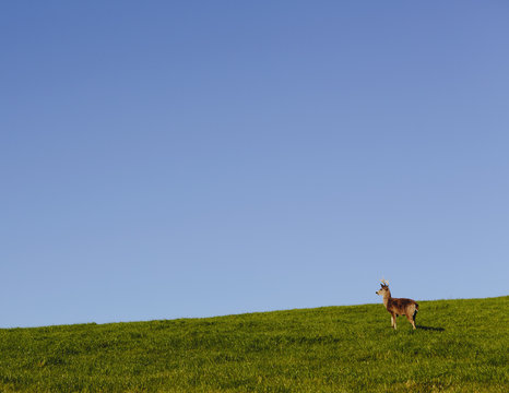 Black-tailed deer on a grassy hillside in Point Reyes National Seashore, in Marin Country, California.