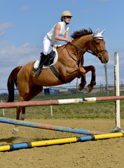 horse jumping