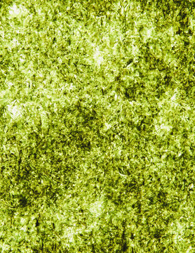 Sheet of organic sushi nori seaweed