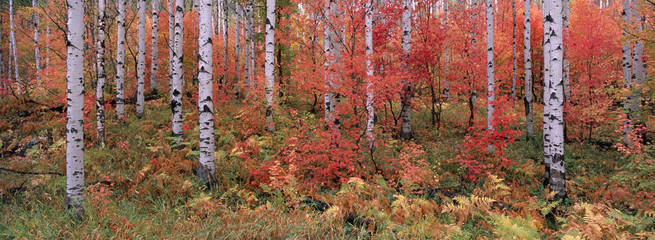 The Wasatch Mountain forest of maple and aspen trees, with autumn foliage and fallen leaves.