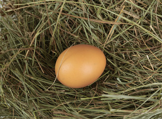 Egg on hay, close up