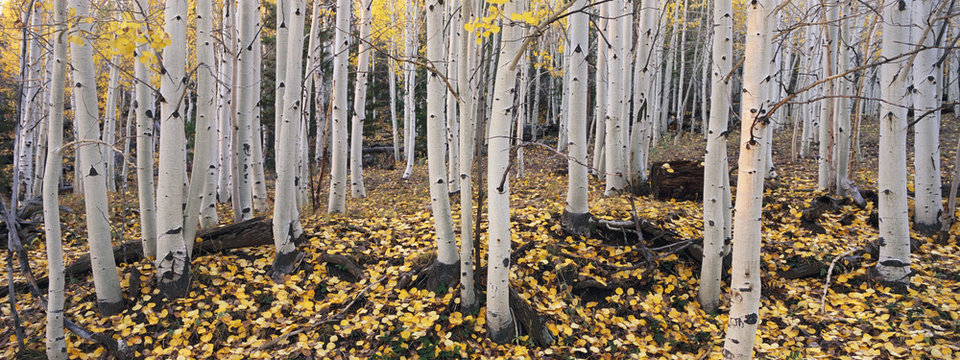 The Dixie national forest with aspen trees in autumn. White bark and yellow foliage on the branches and fallen to the ground.