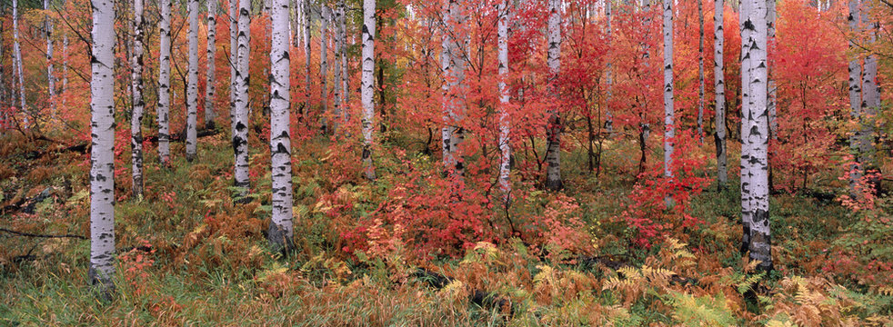 The Wasatch Mountain forest of maple and aspen trees, with autumn foliage and fallen leaves. 