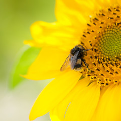 Hummel auf Sonnenblume, Blütenstaub, Sommer