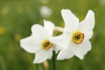 Dichternarzissen / white daffs