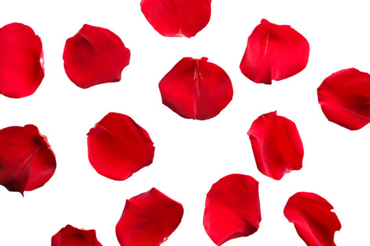 Beautiful red rose petals, isolated on white