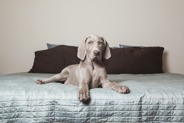 A Weimaraner puppy sitting alert on a bed.