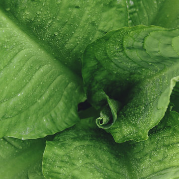 Close up of water drops on lush, green Skunk cabbage leaves (Lysichiton americanus), Hoh Rainforest, Olympic NP