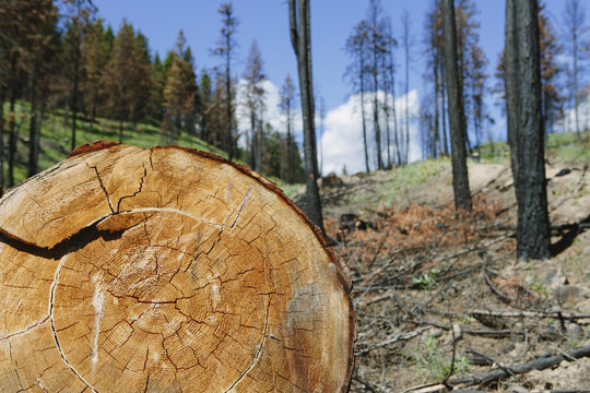 Cross section of cut Ponderosa Pine tree in recently burned forest (from the 2012 Table Mountain fire), Okanogan-Wenatchee NF, near Blewett Pass