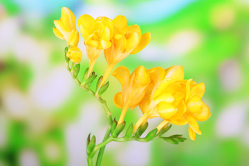 Beautiful freesias on green nature background