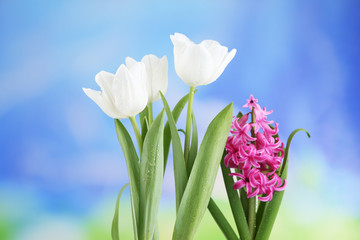 Beautiful tulips and hyacinth flower on bright background