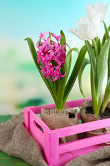 Beautiful tulips and hyacinth flower in wooden box