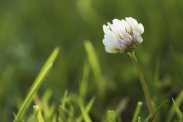 Close up of a clover flower in the grass.