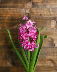 Beautiful pink hyacinth flower on wooden background