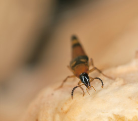 Lordithon lunulatus on fungi