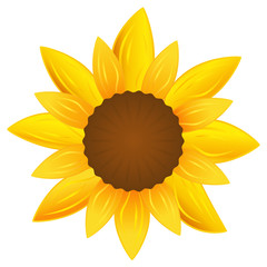 Sonnenblume