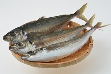 鯵