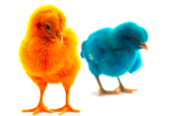 Colorful cute little baby chicken against white background