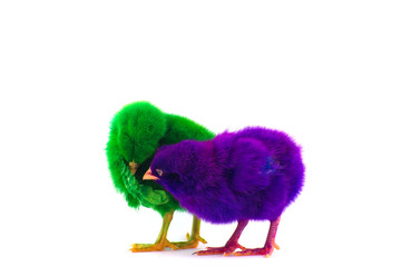 Colorful cute little baby chicken against white background