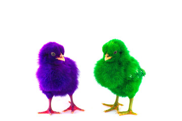 Colorful cute little baby chicken against white background