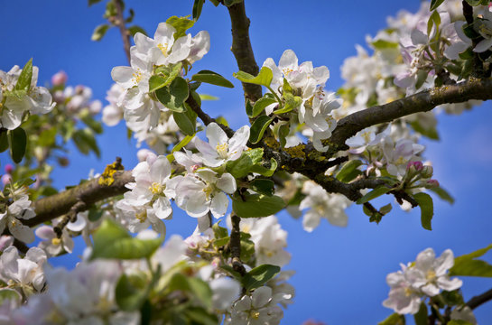 Apple blooming branches in springtime