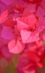 Pink bougainvillea flower in garden