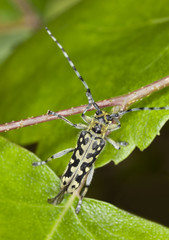 Ladder-marked long horn beetle, Saperda scalaris on birch leaf