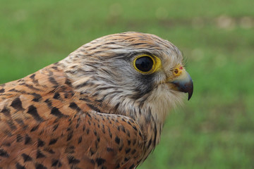 Cernícalo vulgar, Falco tinnunculus