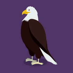 Eagle design