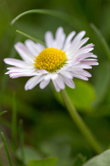 Obraz premium Daisy - Impressive Detail