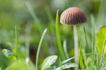 Mushroom - Impressive Detail