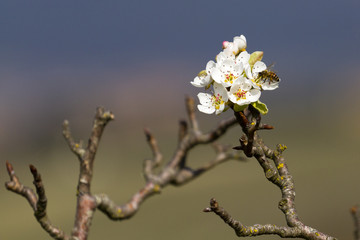 bee on peach tree