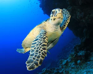 Foto auf Alu-Dibond Sea Turtle © Richard Carey