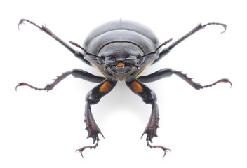 bug (Oryctes Nasicornis)
