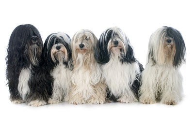 five Tibetan terrier