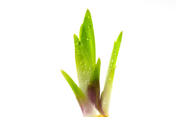 Springtime fresh iris sprout
