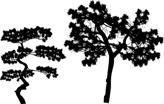 two pine silhouettes isolated on white