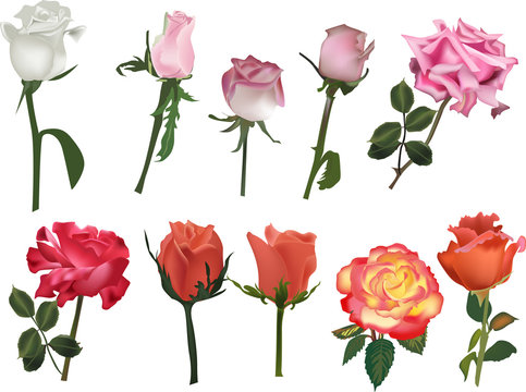 ten rose flowers isolated on white background