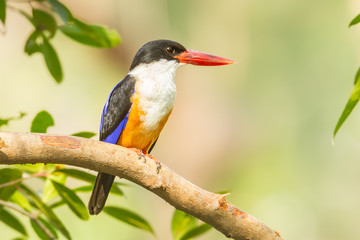 Front side of  Black-capped Kingfisher (Halcyon pileata)