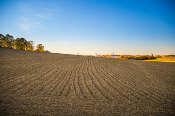 Farmers corn field ready for harvest in Fall