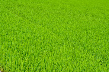 Obraz na płótnie Canvas Rice trees in farm
