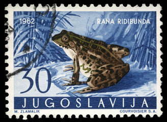 Stamp printed in Yugoslavia shows the Marsh Frog