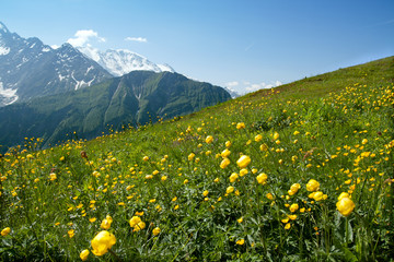 The Alp's field of yellow flowers - 62844774
