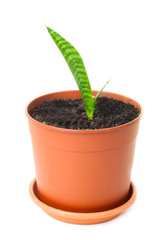 Young green leaves of sansevieria