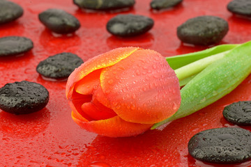Czerwony tulipan z kamieniami do spa