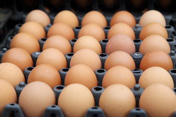 egg trays at the market