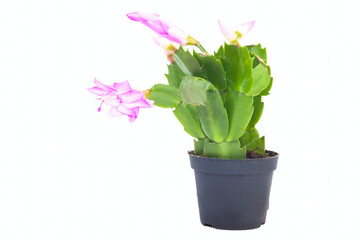 Schlumbergera in black pot