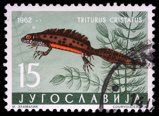 Stamp printed in Yugoslavia shows the Triturus, circa 1962